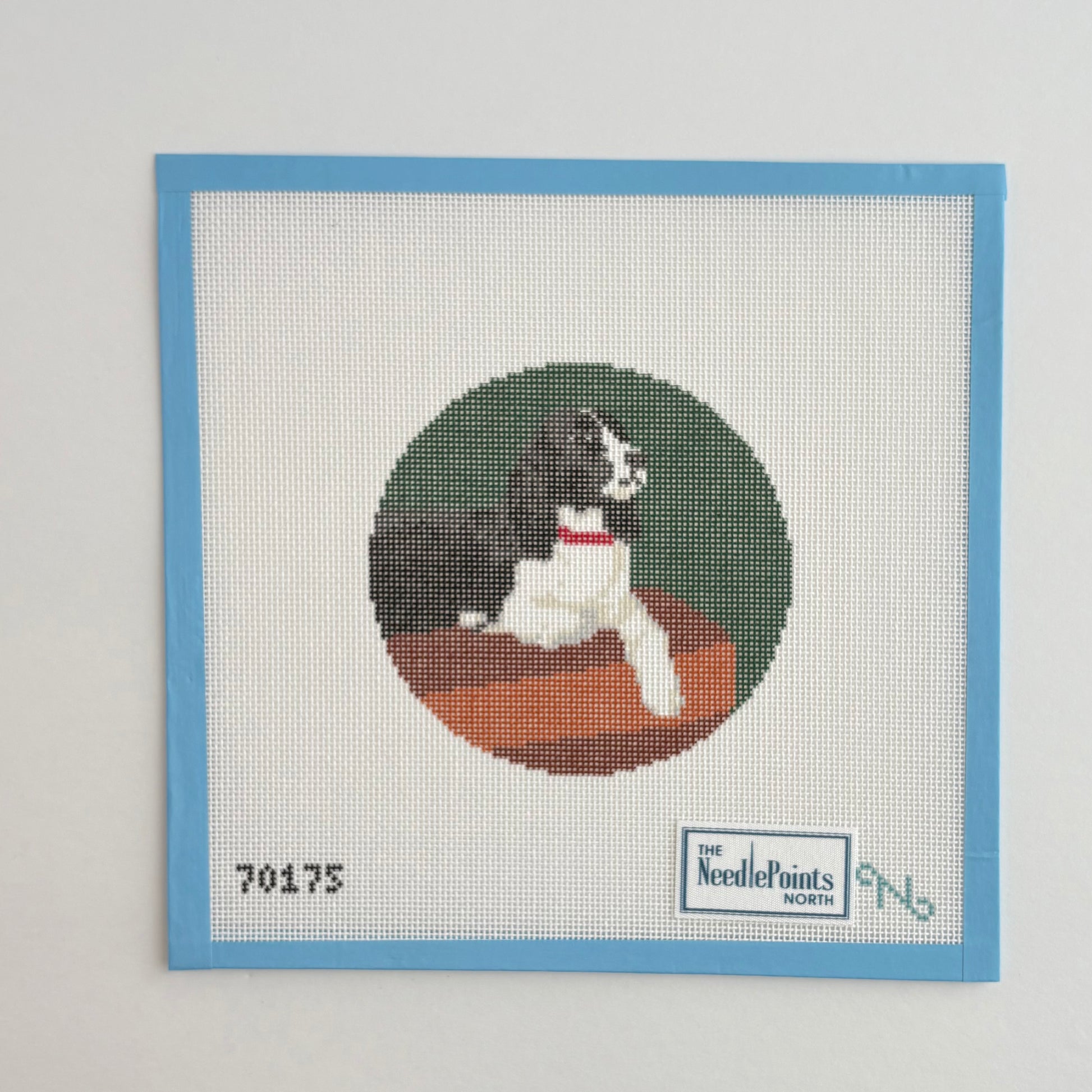 Sweet Springer spaniel