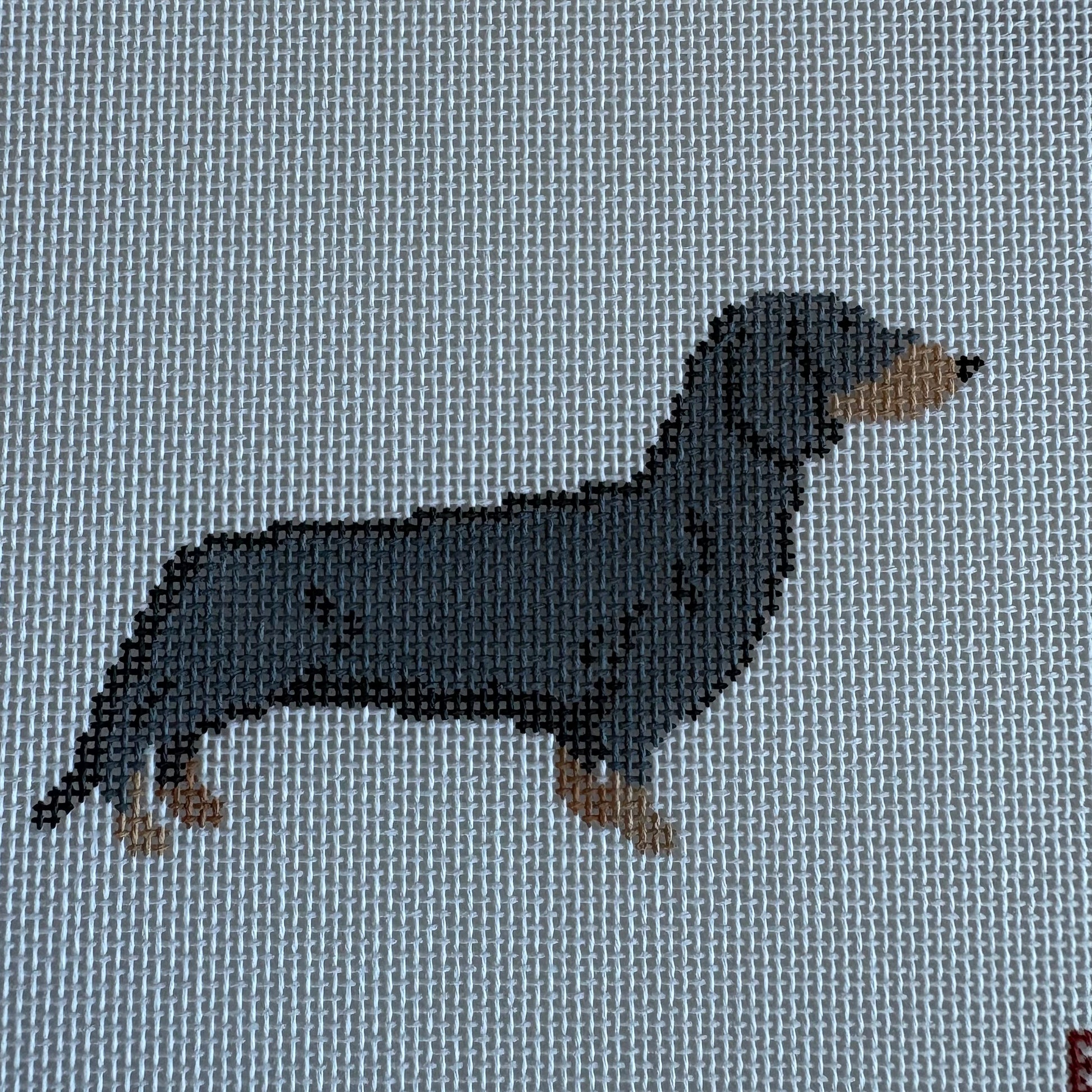 Dachshund